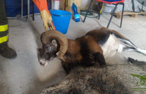 Lanusei, selvaggina abbattuta illegalmente: 9 indagati