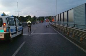 Asse Medianu: martis torrat a abèrrere sa rampa