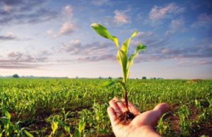 Agricoltura: per un sardo su quattro è una buona opportunità di lavoro