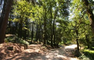 Anno forestale: in Sardegna area boscata più grande d’Italia