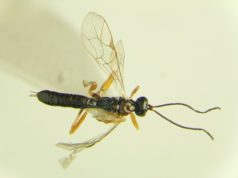 Vespa amazzonica trasforma ragni in zombie al suo servizio