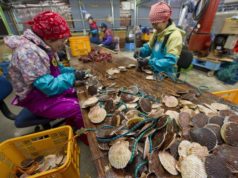 Anche nelle capesante trovate miliardi di nanoplastiche