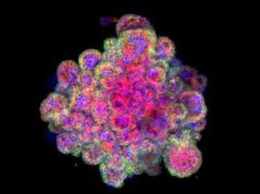 La prima mini-placenta coltivata in laboratorio