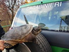 Forestali recuperano esemplare di tartaruga azzannatrice