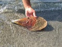 Nacchere di mare a rischio estinzione, ricerca su morìa
