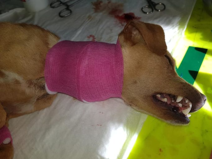 48228852_1184321301720126_2466266613314224128_n