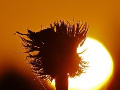 Noaa: “In Europa il 2018 è l’anno più caldo mai registrato”