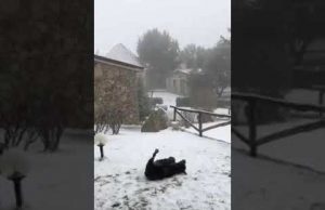 Neve sulla Sardegna, le splendide immagini del Parco Donnortei di Fonni