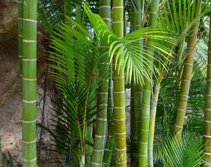 come-si-coltiva-il-bambù-gigante-1