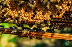 Regione, approvato dalla Giunta il programma per sostenere gli apicoltori sardi