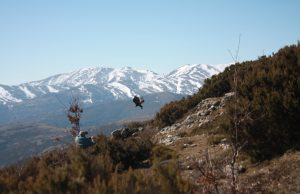 Un’Aquila Reale riprende il volo dai monti ogliastrini