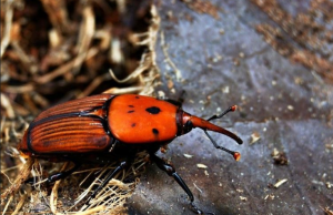 Cagliari, lotta al punteruolo rosso nel Parco di Bonaria e in alcune vie della città