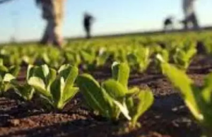 Copagri Sardegna: “Non un centesimo erogato per le calamità del 2017”