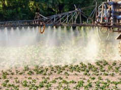 Nuova sconfitta legale per la Monsanto: “L’erbicida Roundup causa il cancro”
