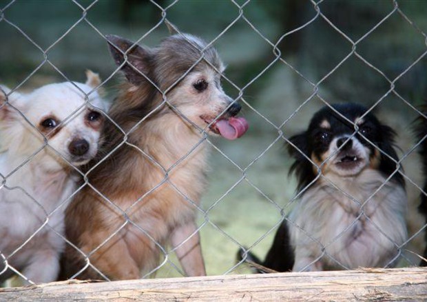 54b34a5bf72b8b133fb87596af967016