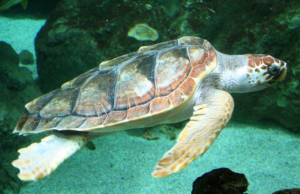 Villasimius, salvate due tartarughe Caretta Caretta: hanno ingerito plastica
