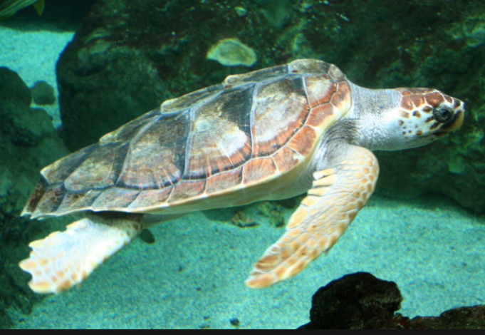 tartarughe-caretta-caretta