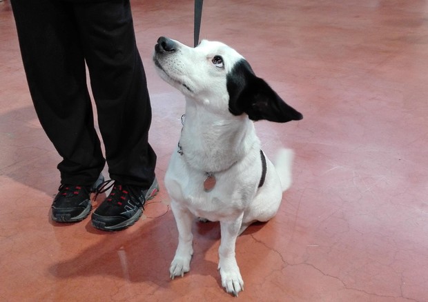 1cdaa36f779a226be27b515b9e578823