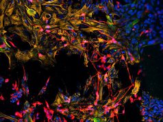 Staminali coltivate in provetta per riparare l’olfatto