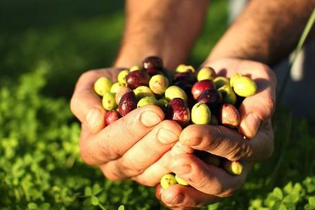 Accademia Olearia di Alghero