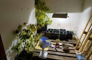 Una piantagione di marijuana in casa: 25enne arrestato ad Assemini