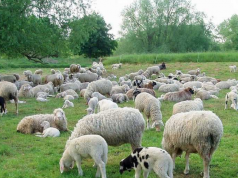 Al Salone del Libro di Torino il volume “Printizipàles e pastori sardi. Origine e trasformazione di un allevamento ovino mediterraneo”