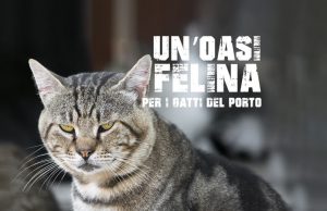 Porto Torres, parte il crowdfunding per realizzare un’oasi felina