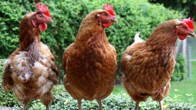 parassiti-dei-polli-e-altre-malattie-delle-galline-it-000