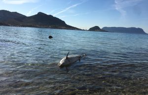 Trovato un delfino spiaggiato a Golfo Aranci, nel pomeriggio lo smaltimento della carcassa