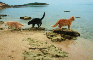 Oristano, i Gatti di su Pallosu ricevono il certificato di eccellenza Tripadvisor