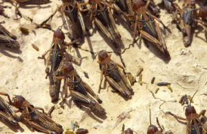 Agricoltura, in arrivo gli indennizzi per i danni causati dall’invasione di cavallette