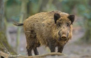 Oristano, Coldiretti: Fauna selvatica senza controllo, danni ingenti alle attività agricole