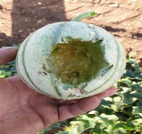 Anguria beccata dalle cornacchie