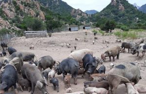 Peste suina, Lega Sardegna: “L’Ue ci faccia esportare di nuovo la carne di maiale”