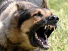 Se il cane morde non è sempre colpa del padrone, dice la Cassazione