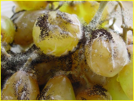 Lievito che combatte muffa cancerogena