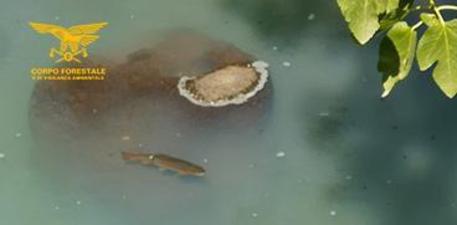 Pesca, Corpo Forestale