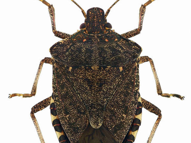 site_gallery_3-Halyomorpha-halys-adult_scheda-tematica-cimice-asiatica