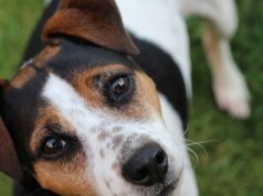 Cani a spasso a Cagliari: bisognerà munirsi di contenitori d’acqua. Multe salate per chi non rispetta le nuove regole