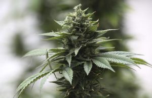 Nasconde la cannabis tra gli ortaggi in giardino: nei guai un giovane