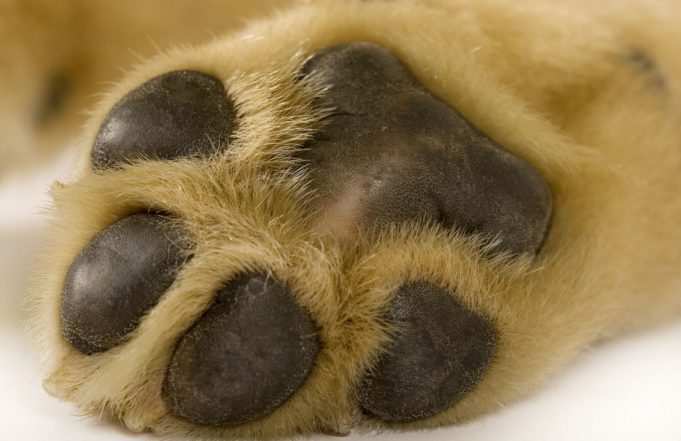 come-pulire-le-zampe-del-cane-wide