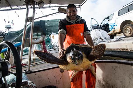 Tartaruga Caretta Caretta salvata nel golfo di Oristano