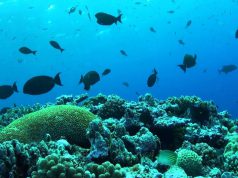 Ambiente, l’allarme degli scienziati: “A rischio biodiversità del mar Tirreno”