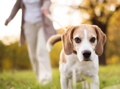 Coronavirus, “Passeggiata con il cane solo se è vivo”: il post diventa virale