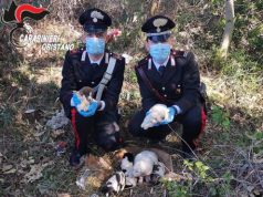 Carabinieri salvano 8 cuccioli di cane e ne adottano uno