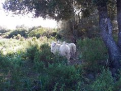 La tradizione della transumanza sarà trasmessa live su Facebook