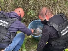 Oristano: arrestate due persone per coltivazione di marijuana a Bauladu