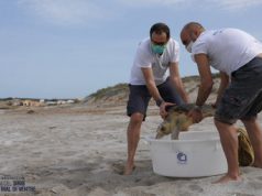 Liberata una tartaruga dopo due mesi di cure in vasca