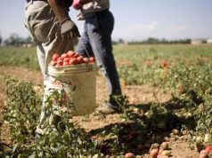 Braccianti agricoli, sindacati: “Riprendere un confronto su contratti scaduti da mesi”