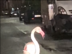 Terralba, fenicottero attraversa la strada sotto la pioggia: il video diventa virale